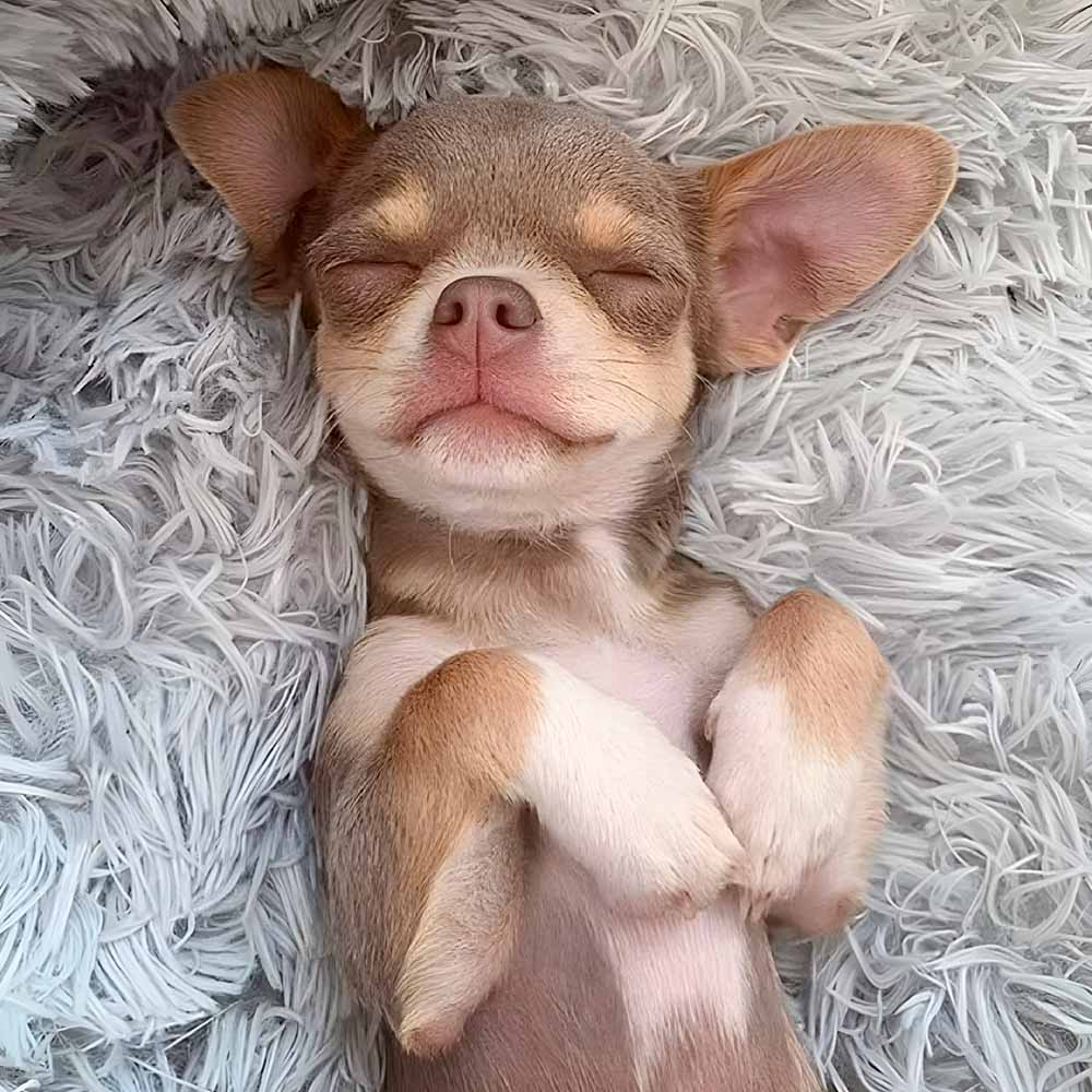 DogNest™ Cama de Mascota